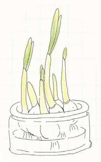 儿童简笔画蒜苗怎么画