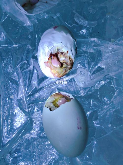 历时28天 我的小鸭鸭终于破壳啦99_咸鸭蛋_奶爸_孵化_宠物_宠物其他