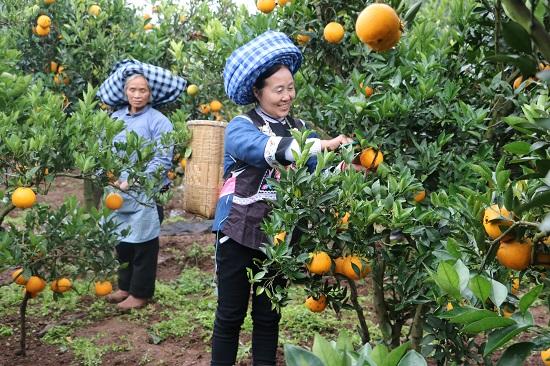 潘永美(前)与村民一起采摘黄果.(黄果树旅游区妇联供图)