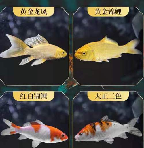 黄金龙凤黄金锦鲤鱼红白大正三色秋翠虎皮白甲锦鲤鱼淡水鱼
