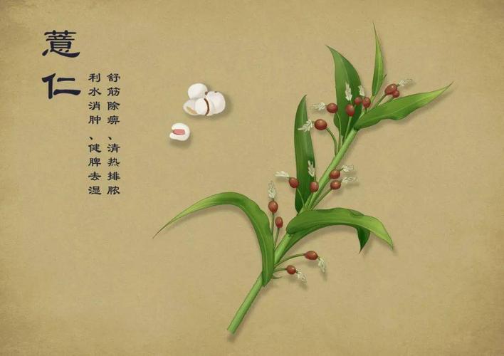 每日一味中药——薏苡仁