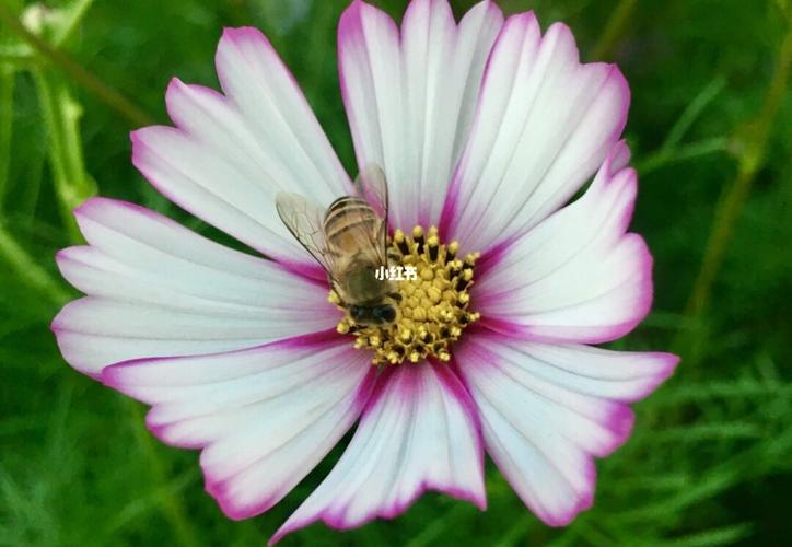 海珠湖公园的格桑花海 波斯菊又称格桑花 象征自由,幸福并永远快乐着