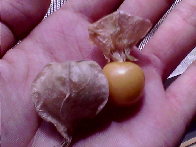 一个吉林的同学带过来的,可以吃,他们叫它落地果