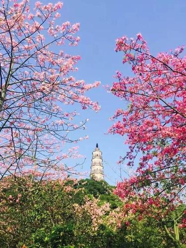 龙江镇天湖森林公园