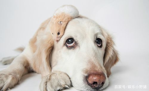 金毛与小老鼠的艺术照片,太萌了