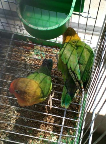 牡丹鹦鹉多大了