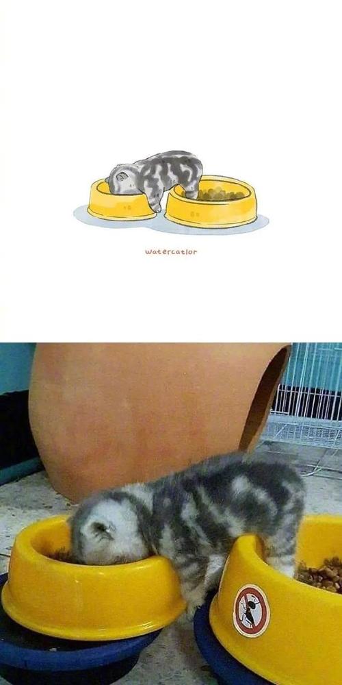 当沙雕猫咪遇上灵魂画手,这些猫咪好像更沙雕可爱了
