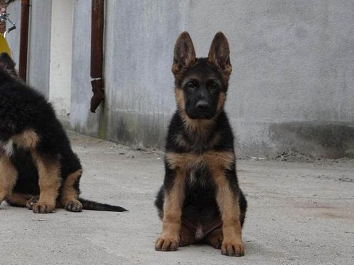 一只德国牧羊犬的幼犬价格