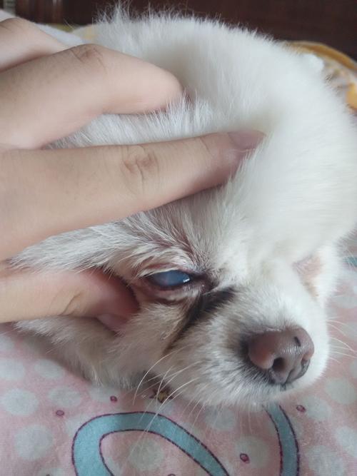 眼前有一层白雾还有上眼球很红,说有积血,说是青光眼