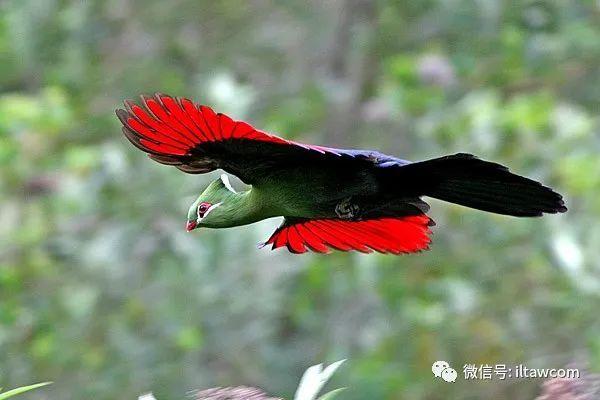 物种图册-白梢冠蕉鹃