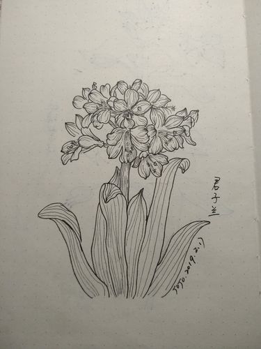 小线描之君子兰