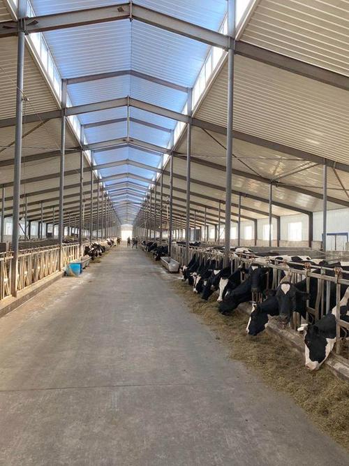 科技,让养牛变得简单