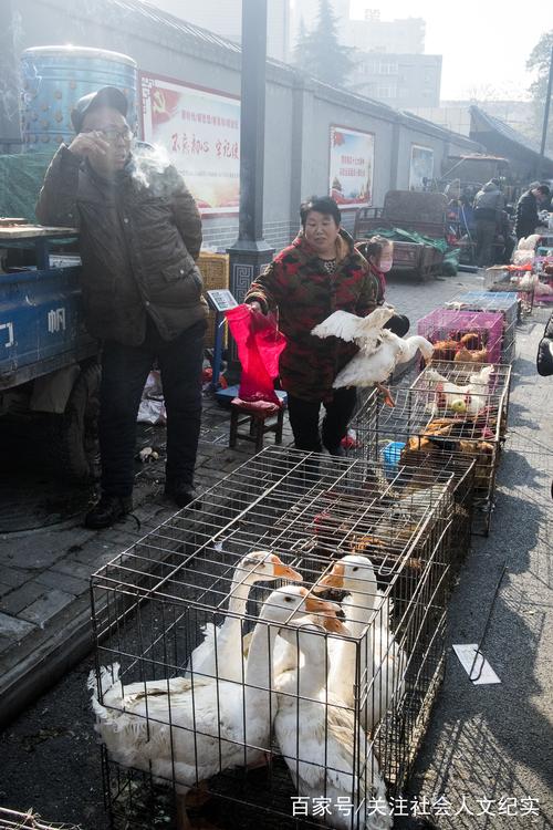 这是有人要卖鹅了,他从鹅舍中抓鹅时神态的样子.从