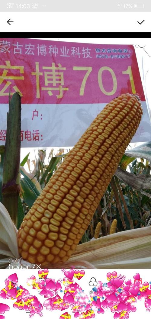 分享宏博优质高产玉米新品种