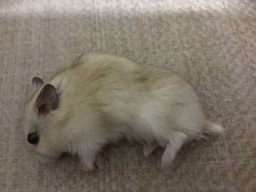 仓鼠不动了,怎么办?还有微弱的呼吸,背部拱起来,水也不喝东西也不吃.