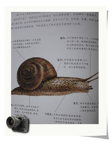 带不走的小蜗牛手抄报手抄报模板大全