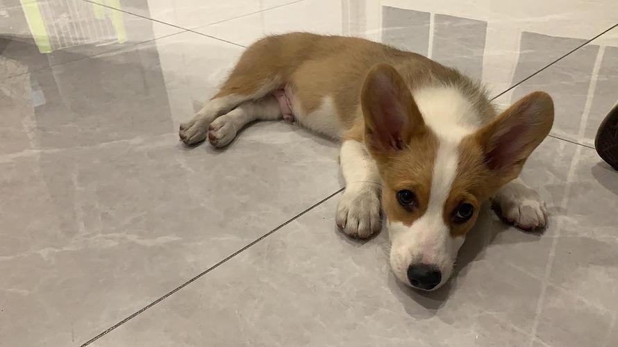 讨论四个月的柯基127斤是不是太瘦了