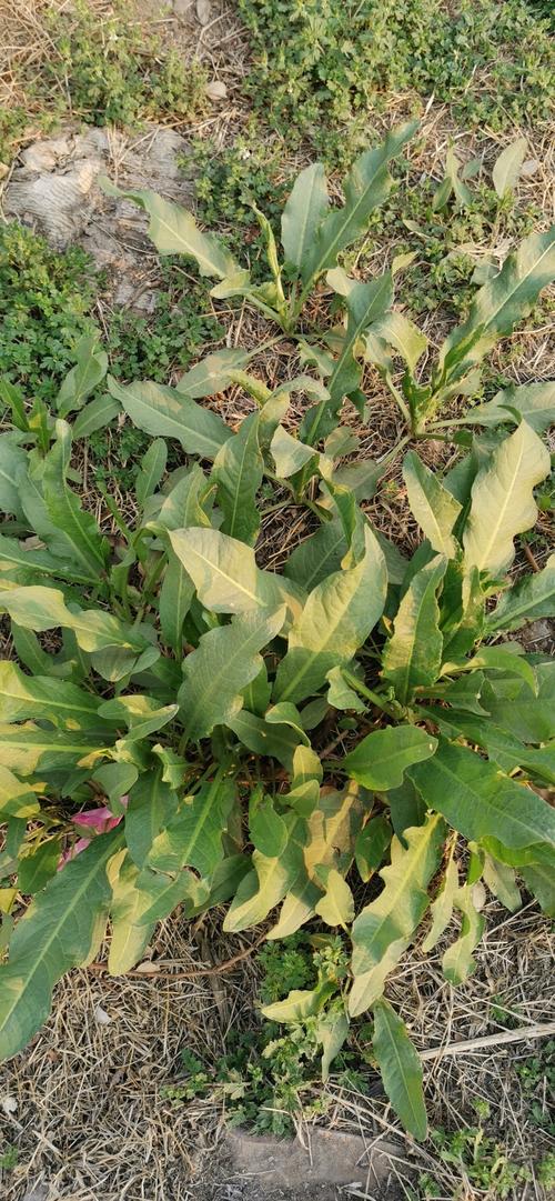 土大黄(学名酸模)