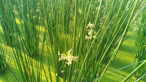 惠农网商家严爱根:一株灯心草,润泽一方人