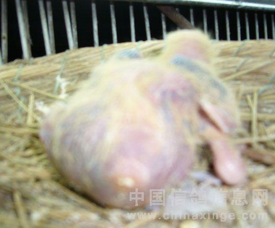 一羽双肛门神奇的幼鸽(图)-五星鸽苑-中信网各地鸽舍
