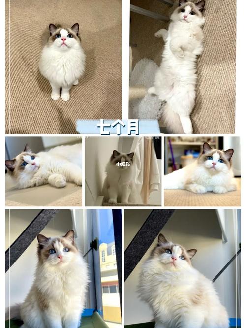 布偶猫尴尬期|七个月的蜕变98_布偶猫_猫咪_gold coast攻略_养猫