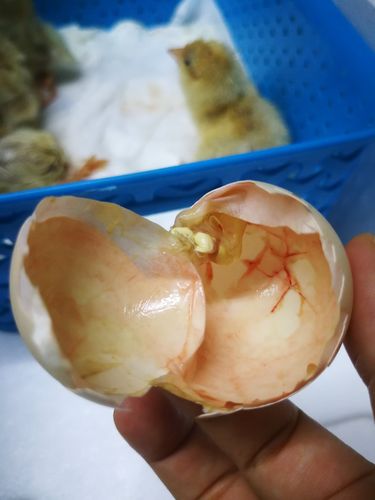 小鸡孵化实验(漫长的21天)