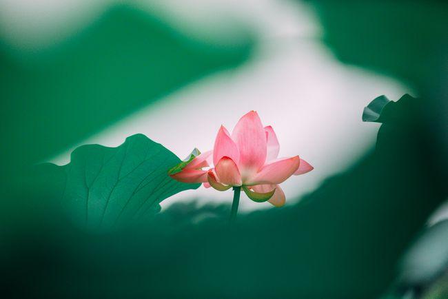 夏日如何才能拍出别致的荷花作品这些摄影技巧帮你忙