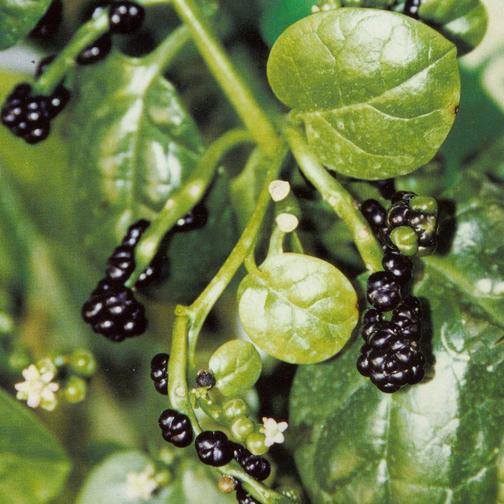 食用药效兼备的植物 落葵的介绍与养殖方法