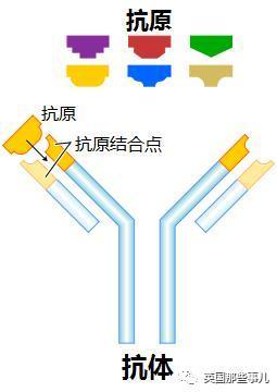 都有一个特殊的只能跟一种抗原结合的结构