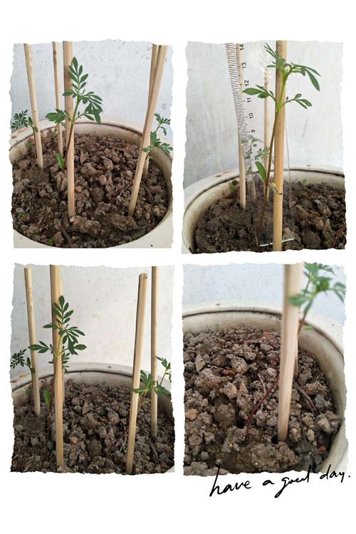 万寿菊生长过程