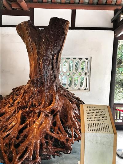 千年荔枝树根