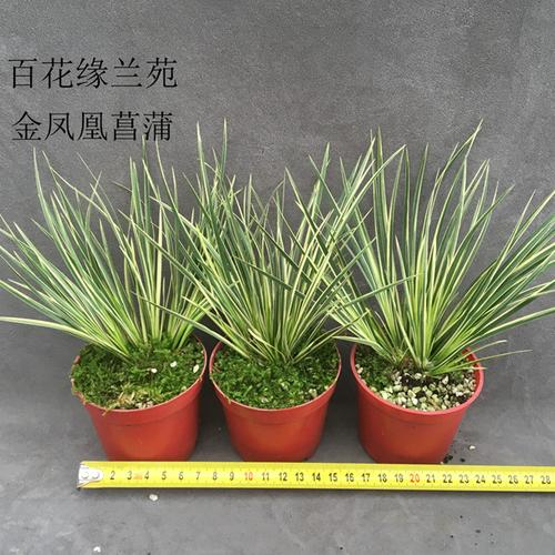 包邮客厅菖蒲虎须金凤凰贵船苔金钱花卉盆栽室内老桩龙根虎须胧月