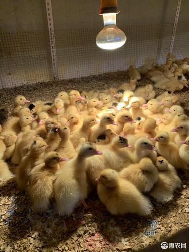 大种杂交白番鸭苗一点头白番鸭苗一点头白西洋鸭m18番鸭