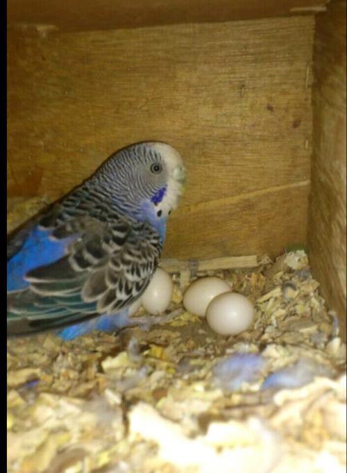 虎皮鹦鹉蛋图片