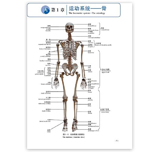 人体实物解剖图谱 人体解剖学彩色学图谱人体解剖学入门书 西医解剖学