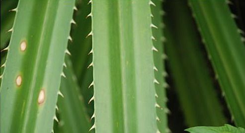 这种3边带刺的植物叫什么?