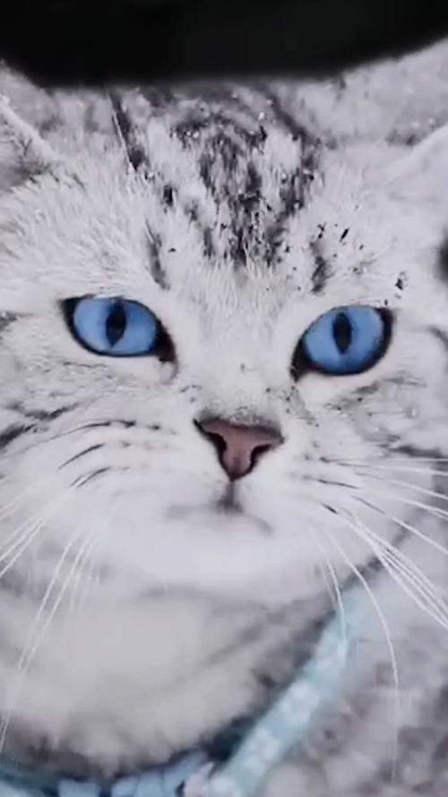 霸气侧漏的猫咪_猫咪_侧漏_穿搭_宠物_猫_晒猫