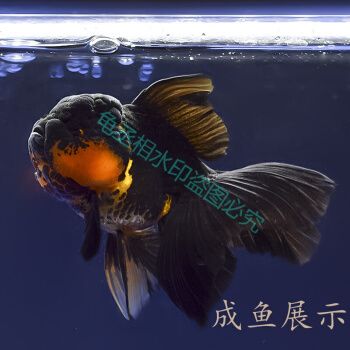 百褶黑泰狮精品金鱼活鱼苗f1元宝包金菠萝头冷水进口精品包活好养1214