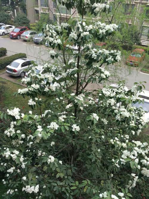 这中开白花的树是什么树?