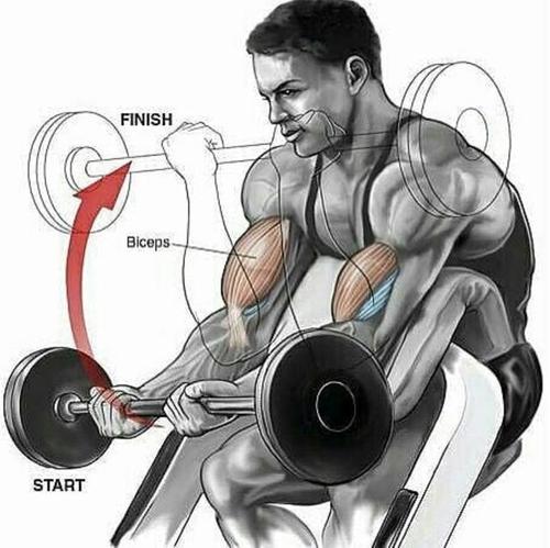 肱二头肌怎么练?这3项运动,帮助你健康有效地锻炼肱二
