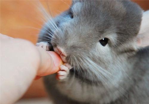 春天喂养龙猫的注意事项