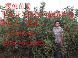 车厘子樱桃苗 黑珍珠樱桃苗 岱红樱桃苗 先锋樱桃苗