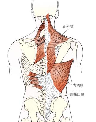 解剖:胸腰筋膜,背阔肌,斜方肌,竖脊肌.