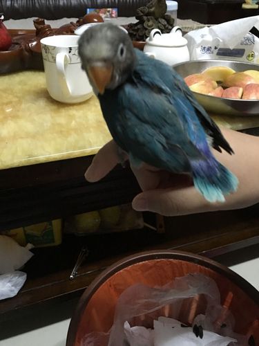 这只鹦鹉是骡子吗