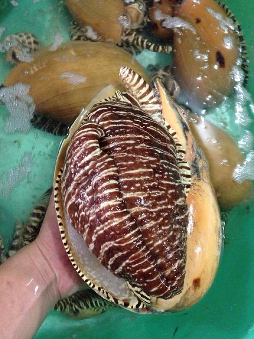 大黄螺,一头一斤左右