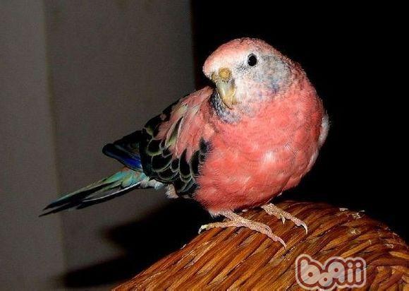 伯克氏粉色鹦鹉