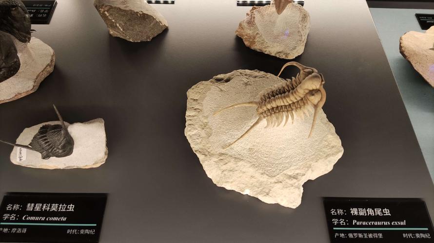 云南澄江化石博物馆-寒武纪生物大爆发化石群