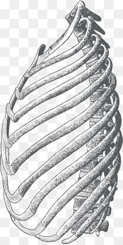 胸部肺部半边肋骨