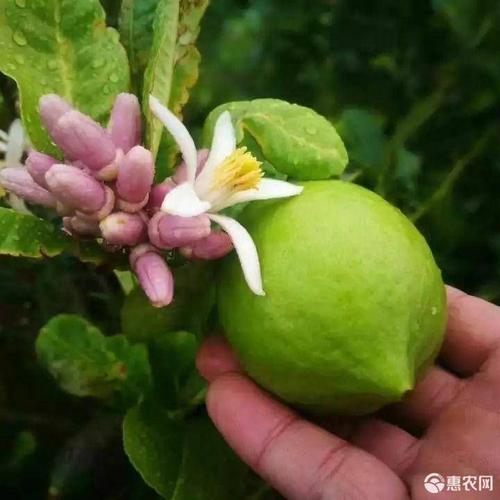 香水柠檬苗 四季香水柠檬树苗当年结果26一颗包邮柠檬树苗
