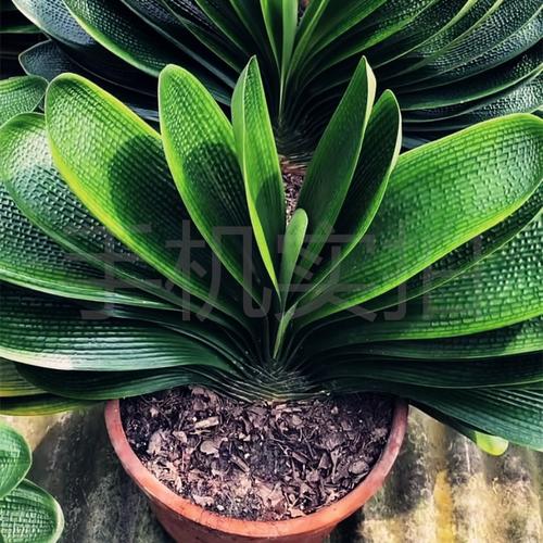 长春春匠精品君子兰头短巨无霸粗筋麻脸油匠和尚绿植